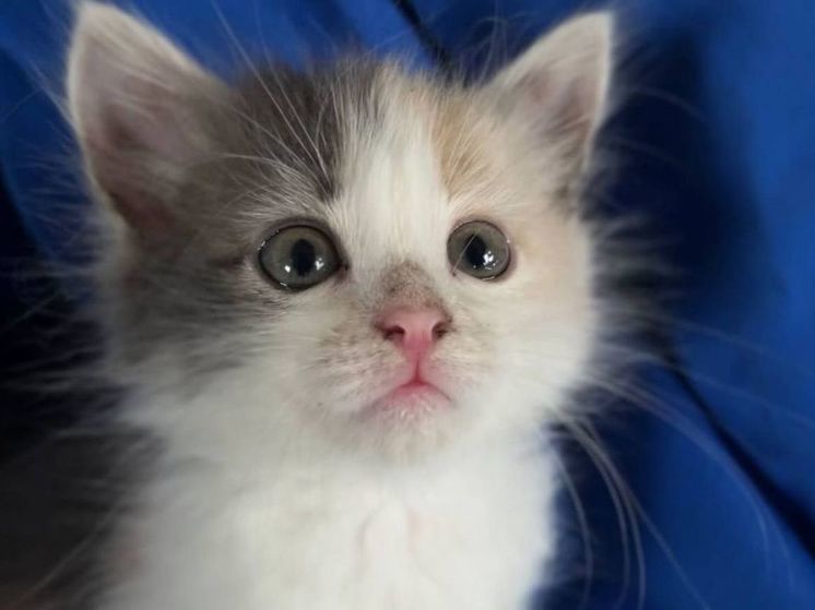 Брошенного котенка спасли сотрудники предприятия в Егорьевске