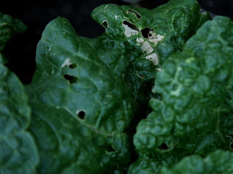 Как избавиться от улиток на грядках, напомнили жителям Подмосковья