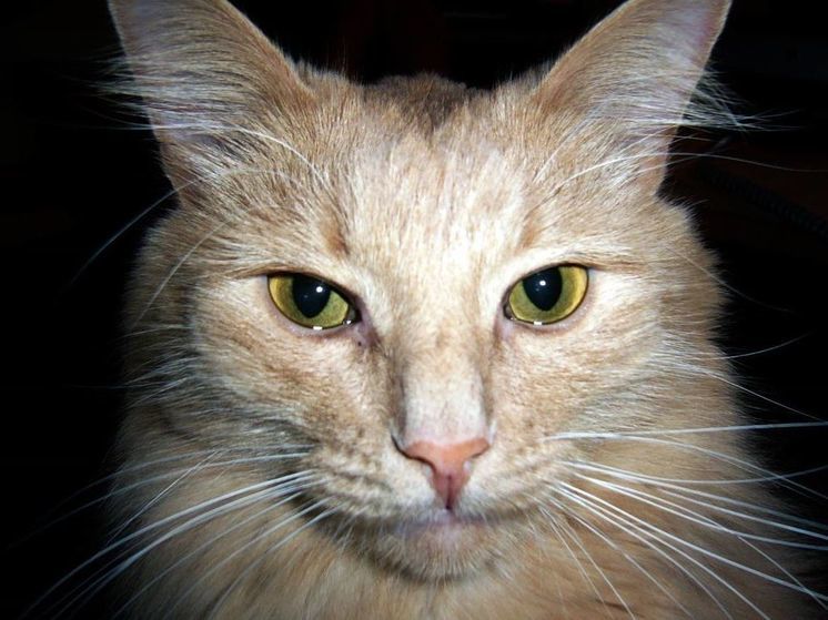 Серийный живодер ведет отстрел домашних животных в Подмосковье