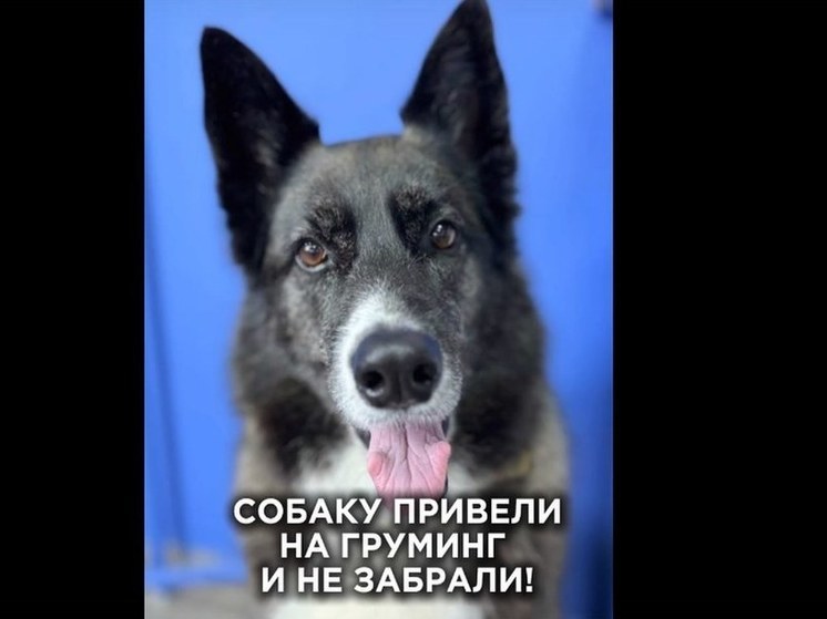 Это животное принадлежит ее дочери, с которой она не общается