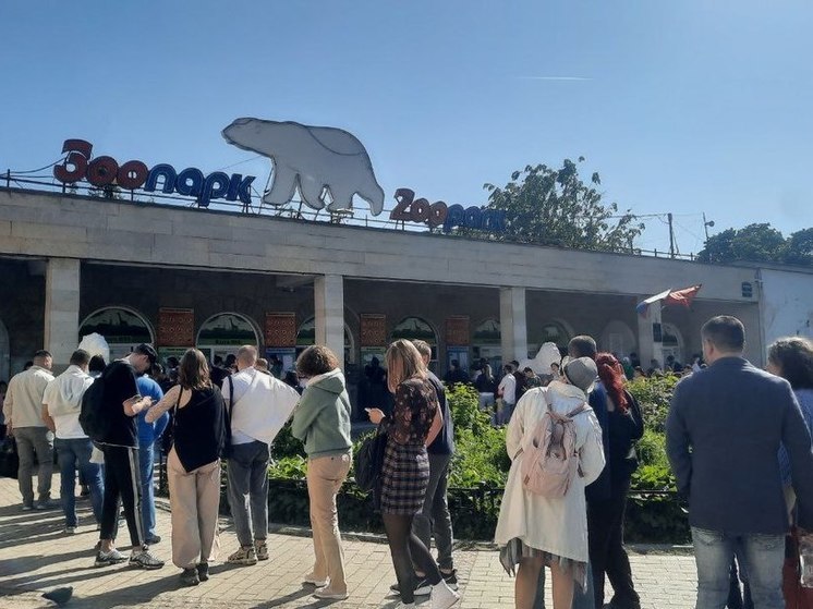 В Тосненском районе родилась альпака