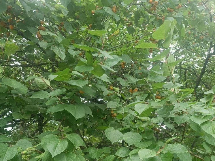 В Хабаровске созревают абрикосы