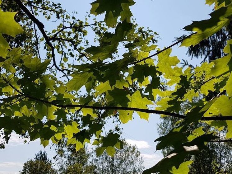 Огненный прогноз до 7 августа дали специалисты в Подмосковье