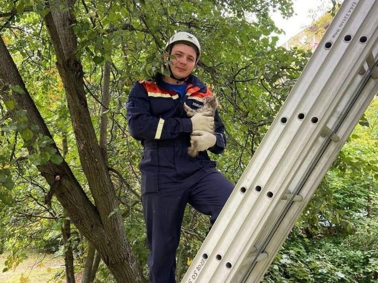 Спасатели спустили с дерева кота и вытащили собаку из колодца