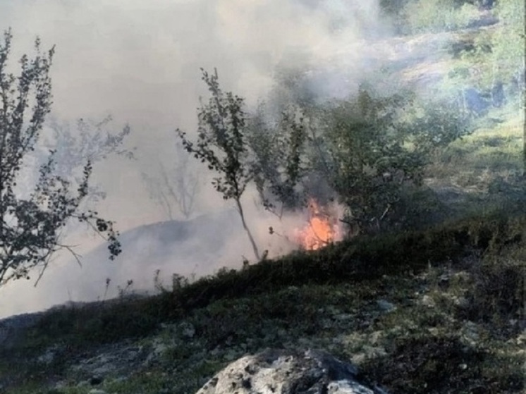Лесной пожар уничтожил ягодник в Кольском районе