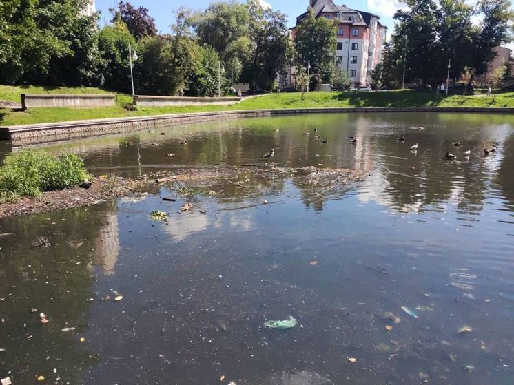 Прокуратура выясняет, почему погибли рыба и птицы на Верхнем пруду и в парке Южный