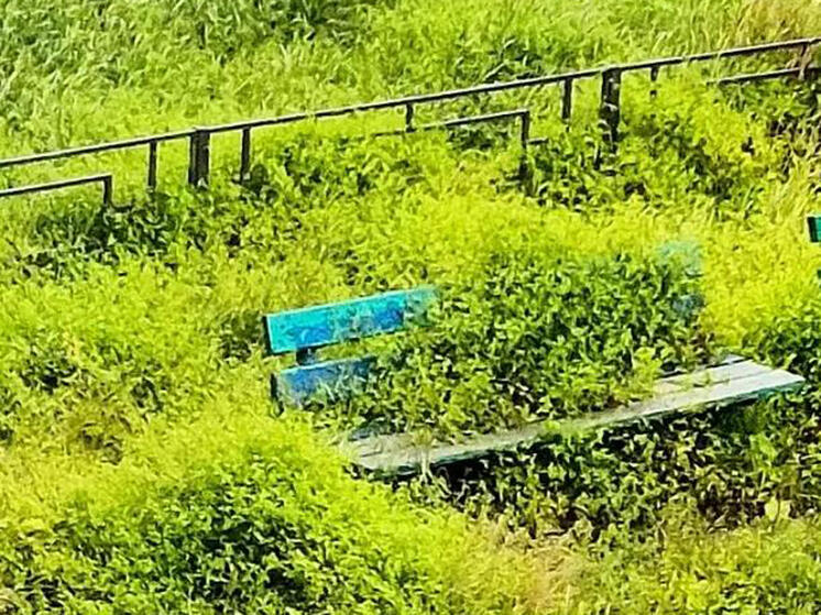 Жители Климовска опубликовали фото своей суперзаросшей придомовой территории