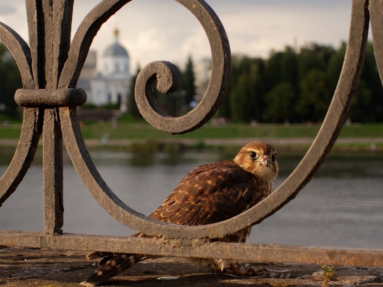 В тверском городском саду сфотографировали самку мелкого сокола
