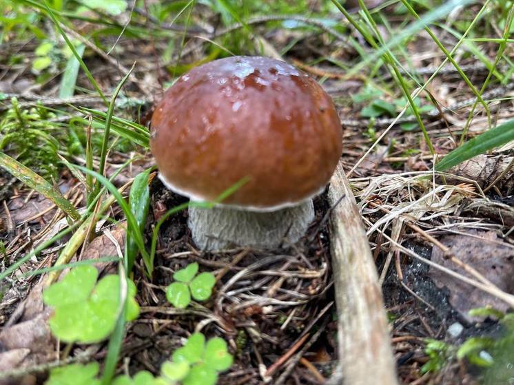 Экологи напомнили об ответственности за сбор краснокнижных грибов