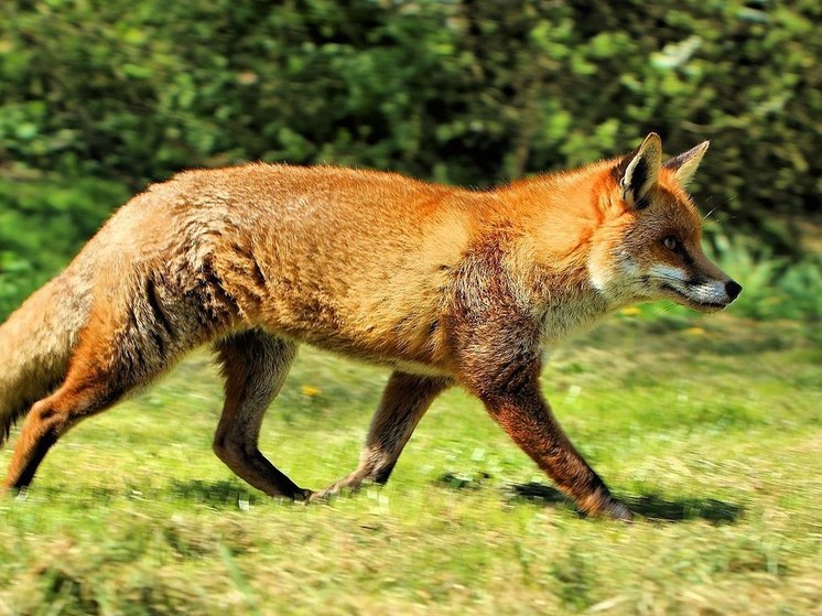 В Подмосковье неравнодушные люди спасли сбитого лисенка