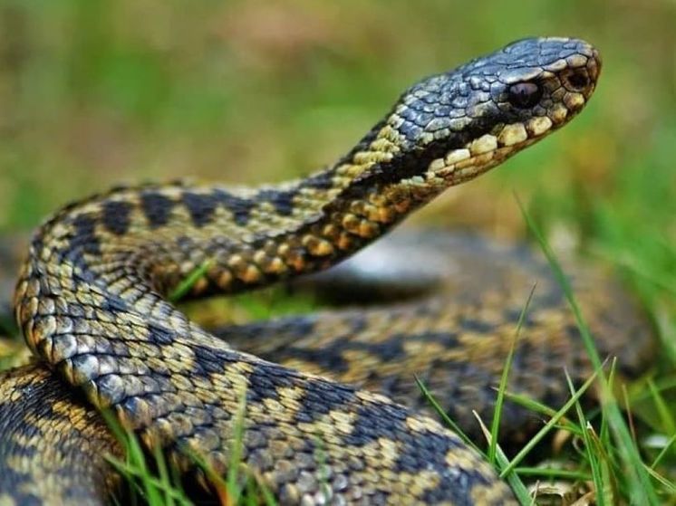 Американскую акиту спасли после укуса змеи в Подмосковье