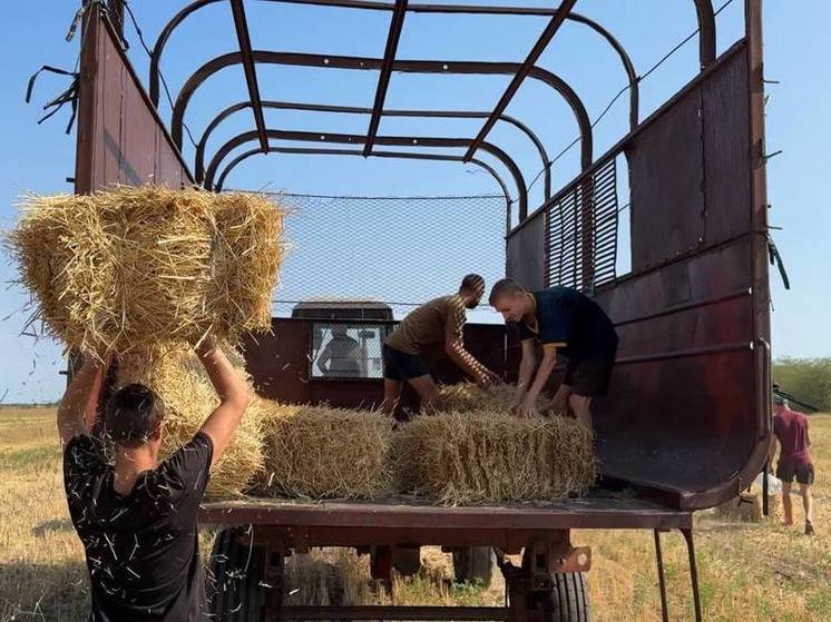 В Херсонской области заготавливают корм для диких животных