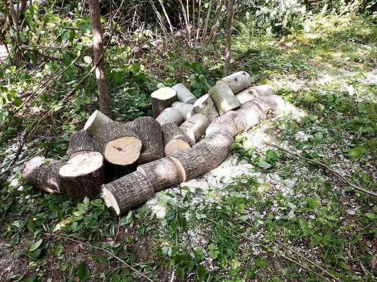 Калининградские инспекторы задержали очередного незаконного лесоруба