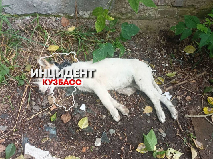 Правоохранители начали проверку после сообщения о повешенном в Кемерове щенке