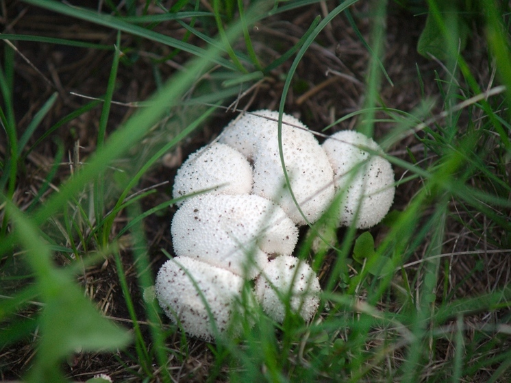Южноуральцам расскажут, где в регионе можно встретить редкие грибы