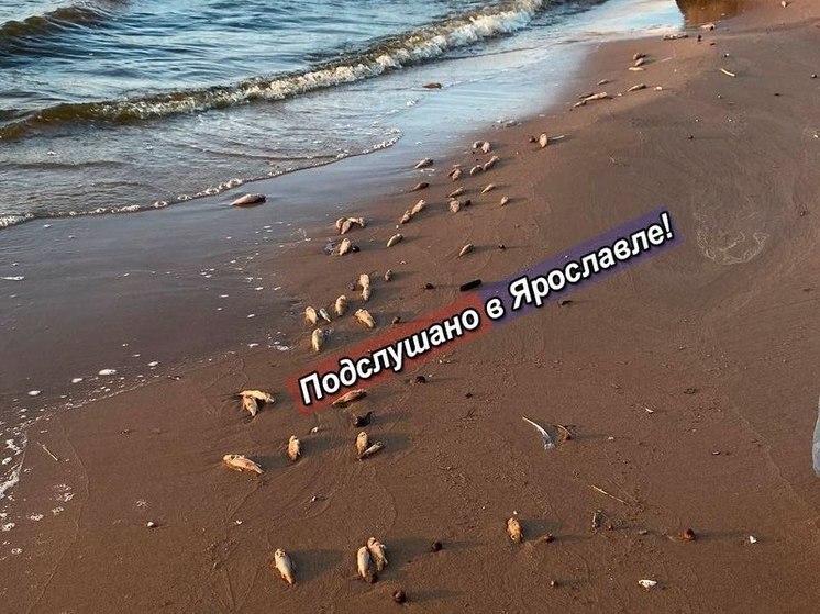 На Рыбинском водохранилище берега покрыты мертвой рыбой