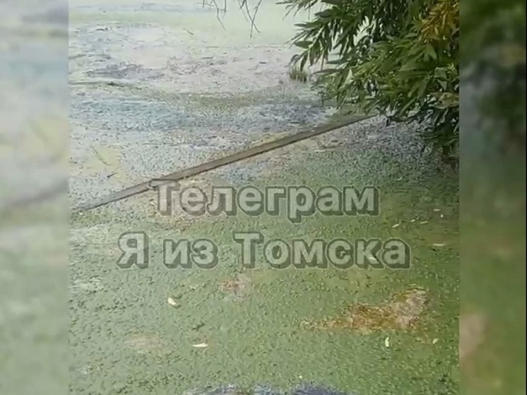 Жители деревни Губино Томской области жалуются на загрязнение местного озера