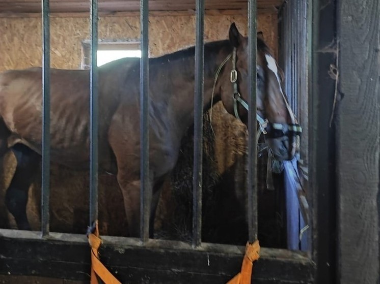 Запутавшуюся в сетях лошадь подняли и спасли в Карелии