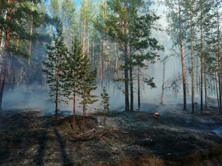 В Бурятии вновь подросли число и площади пожаров в тайге
