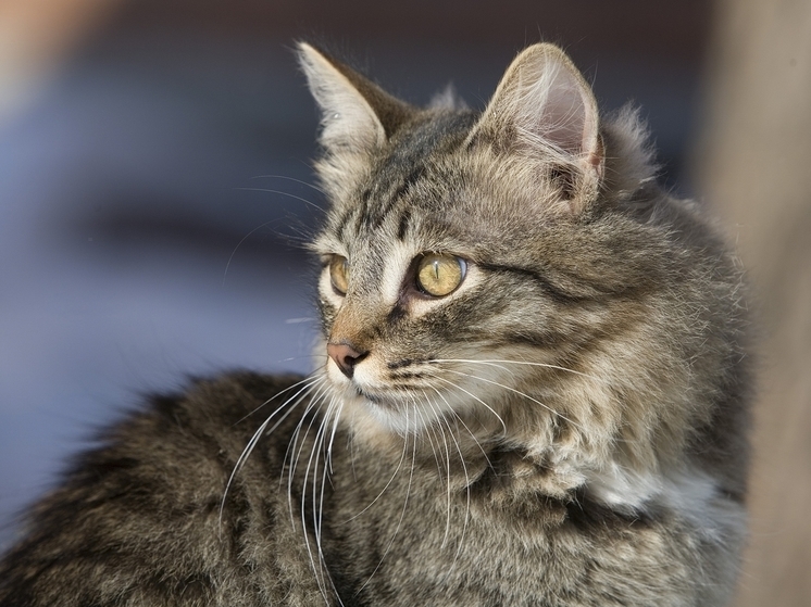 Жителей Подмосковья попросили приютить животных из Курска