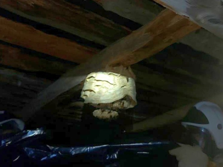 Рой шершней угрожал жителям села Башкирии