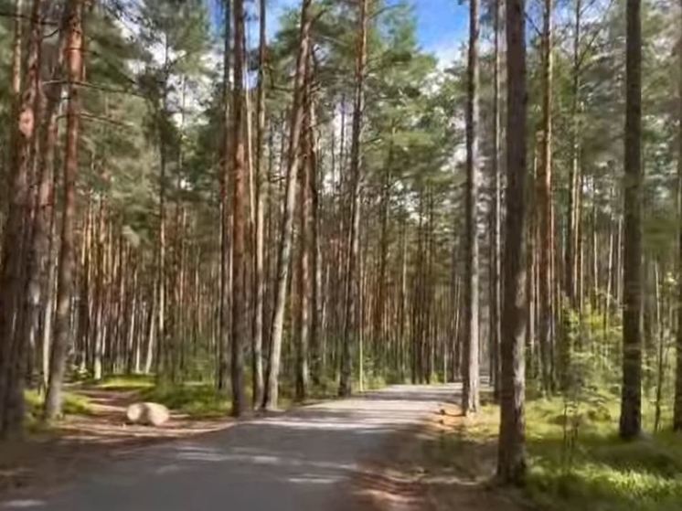 Кросс Нации примет 21 сентября Сосновый Бор: маршрут уже известен
