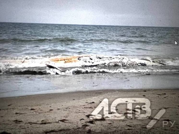На побережье Сахалина выбросило мертвого кита