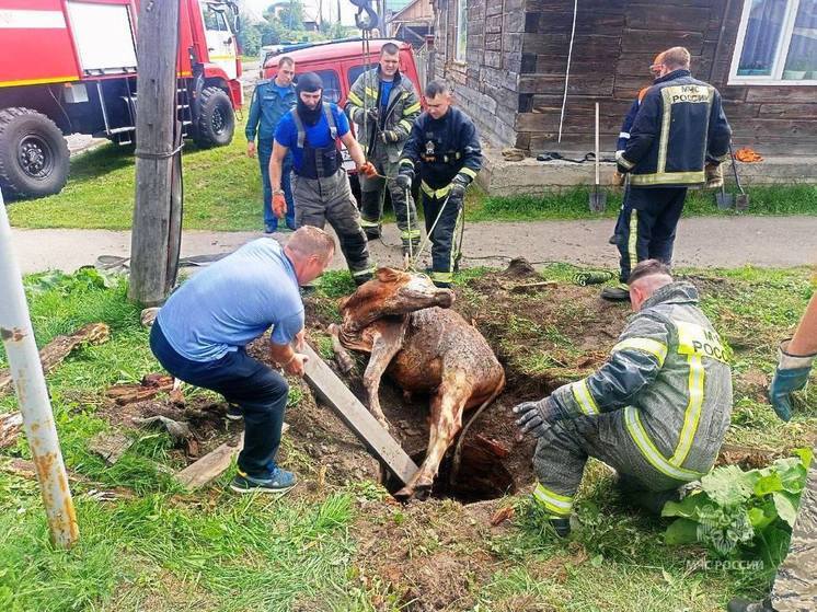 Молодого бычка смогли вытащить из колодца в Енисейске только с помощью МЧС