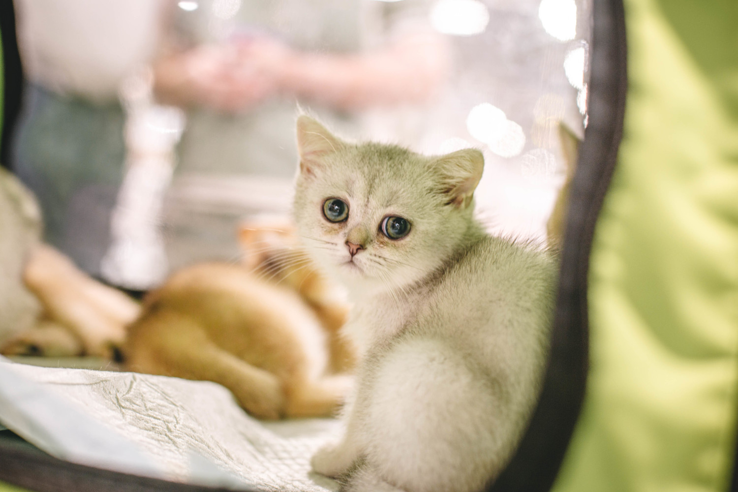 Породистых и милых котиков раскупили на выставке в Хабаровске: фото