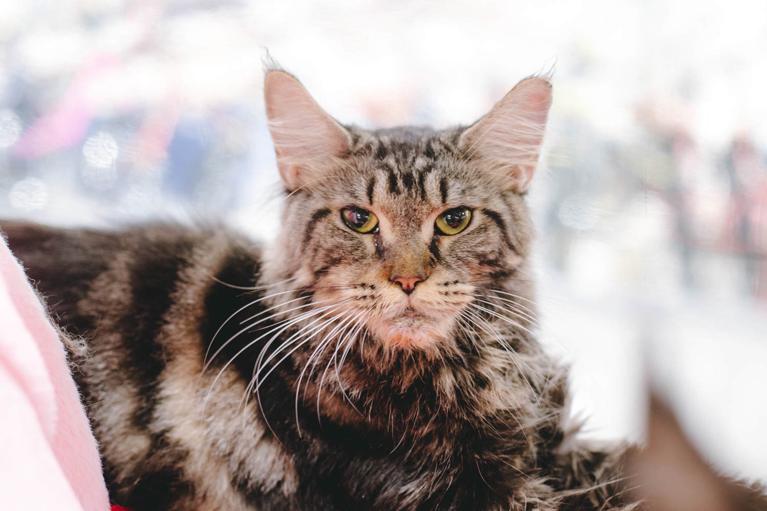 Породистых и милых котиков раскупили на выставке в Хабаровске: фото