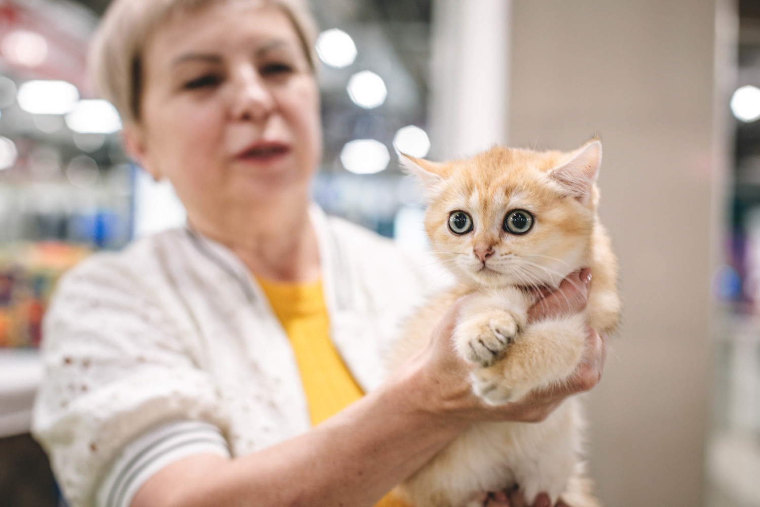Породистых и милых котиков раскупили на выставке в Хабаровске: фото