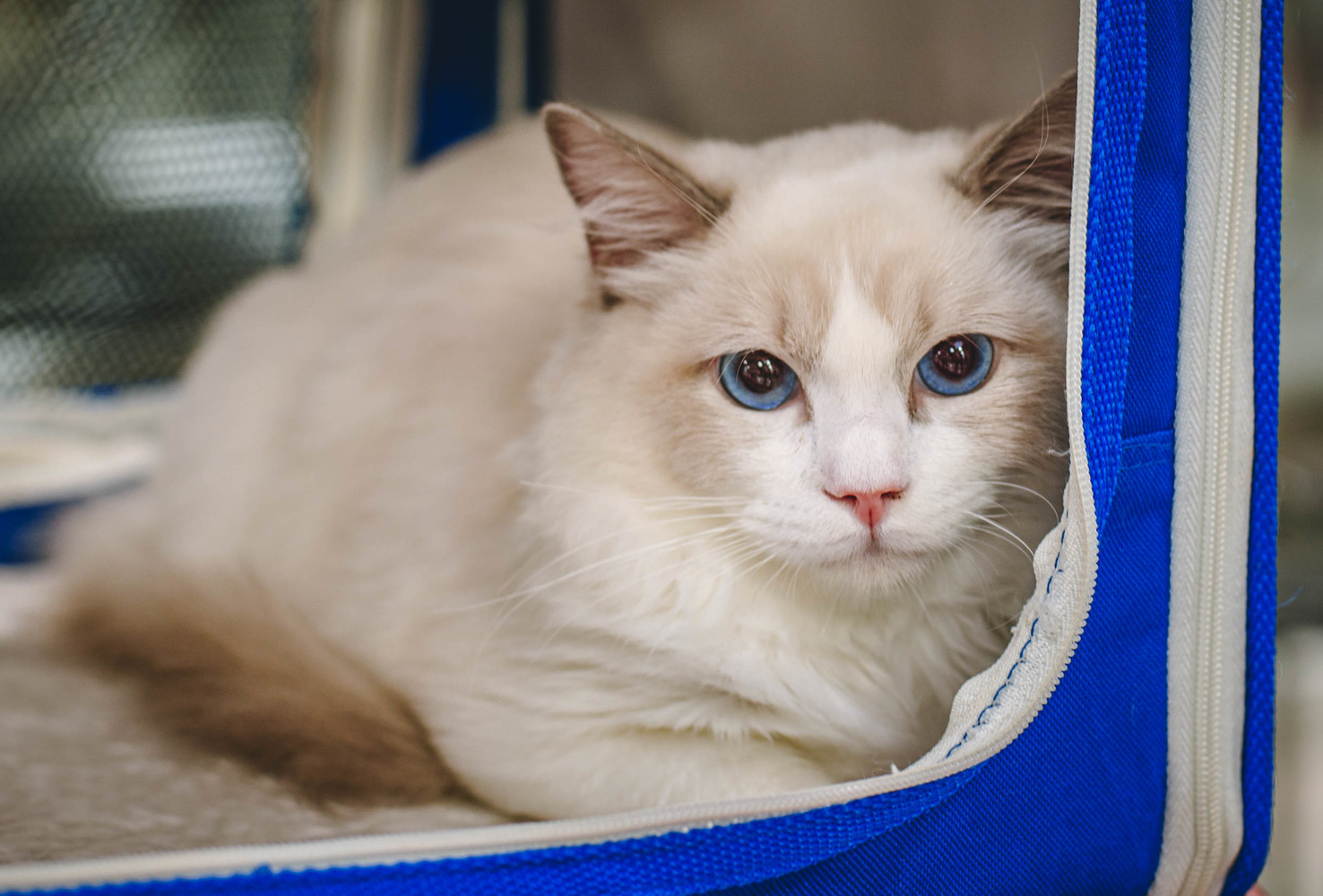 Породистых и милых котиков раскупили на выставке в Хабаровске: фото