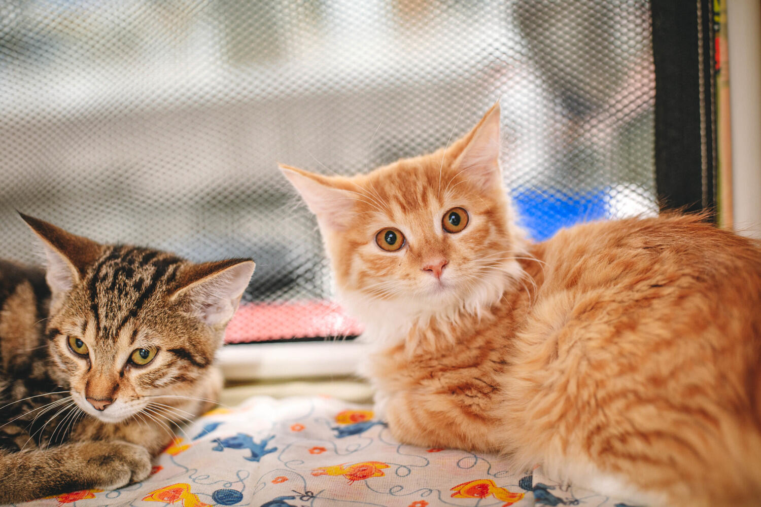 Породистых и милых котиков раскупили на выставке в Хабаровске: фото