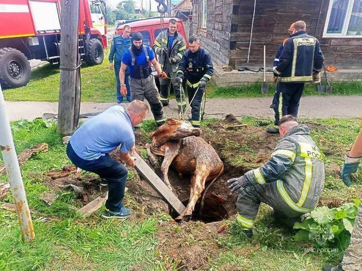 В Красноярском крае спасли бычка из дренажного колодца