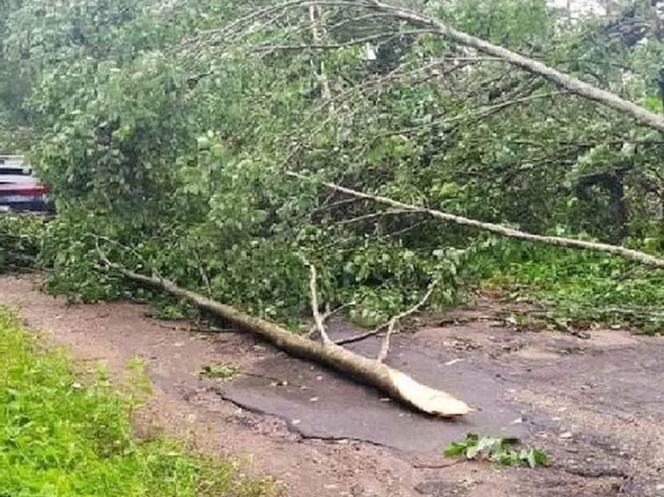 За упавшее на машину дерево ответила Смоленская школа