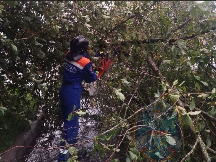 У жительницы Тосно поваленное ураганом дерево заблокировало дверь