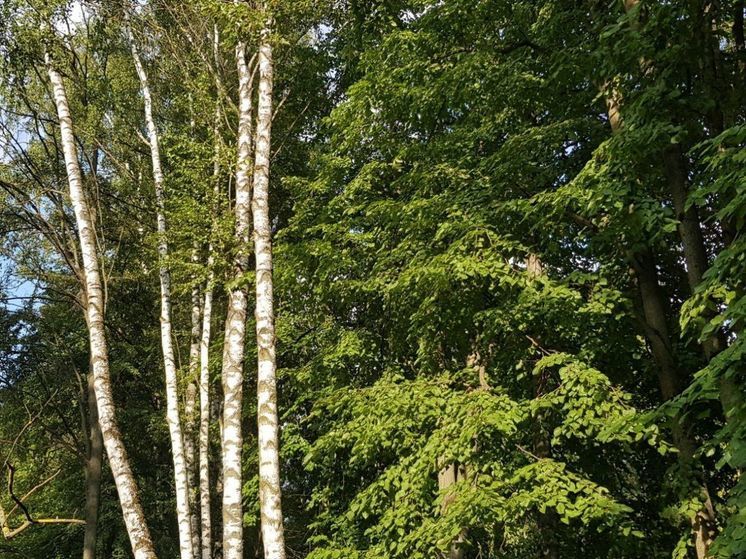 2-ой класс пожарной опасности ожидается до 13 августа