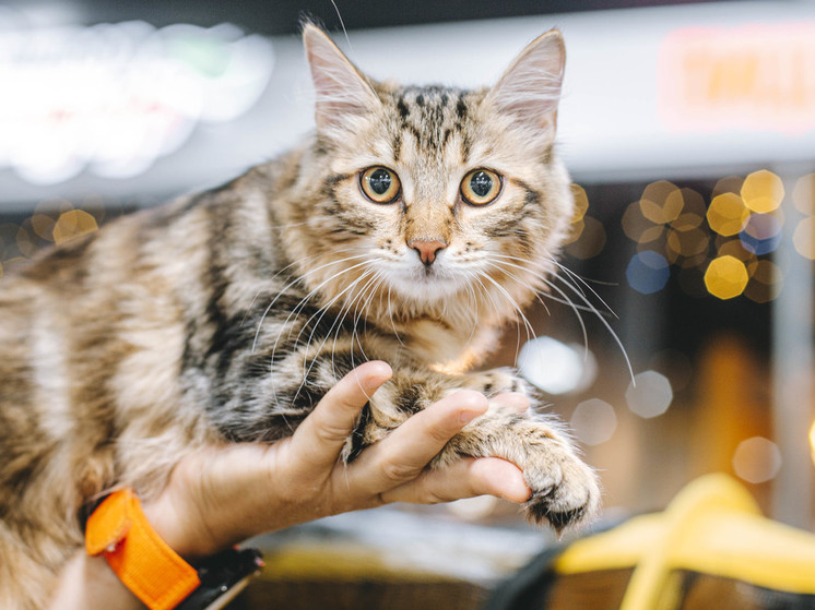 Котята разных пород очаровали всех