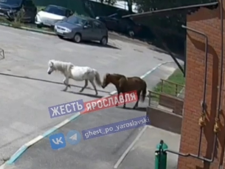 В Ярославле кони могут гадить где угодно, а за собак оштрафуют