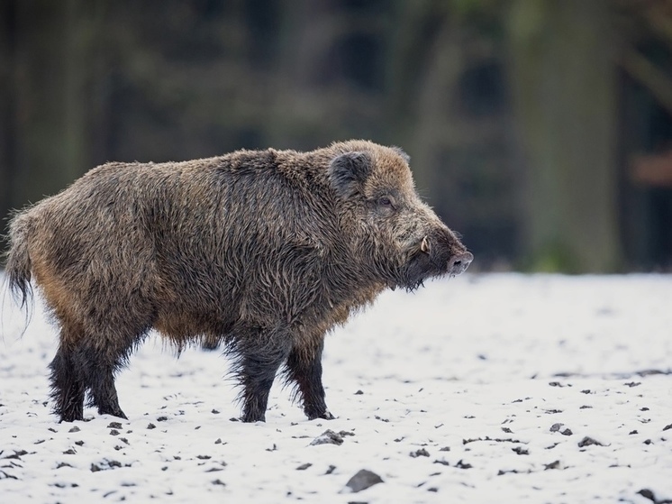 Очаг африканской чумы свиней выявили в Карелии