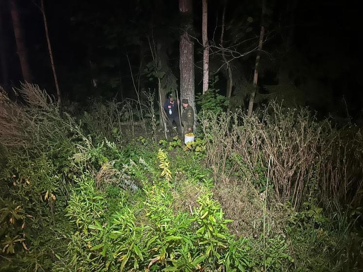 В Наро-Фоминском округе из леса вывели заблудившегося грибника