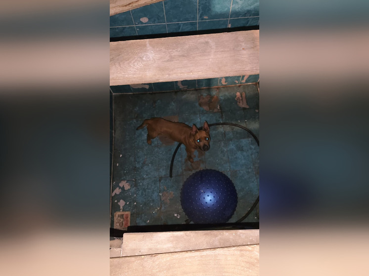 Башкирские спасатели вызволили из беды собаку