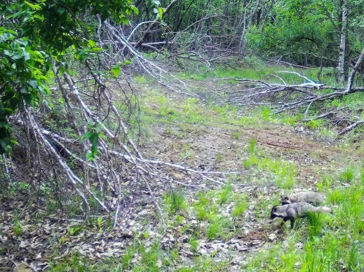 Двух енотовидных собак сняли в приморском заказнике