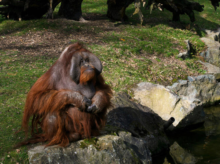 «Они сняли с себя футболки и лифчики»