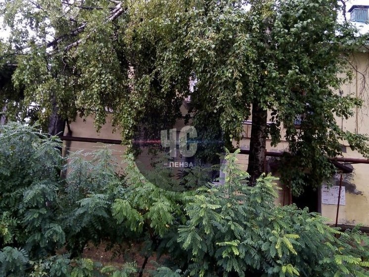 Пензенцы уже неделю ждут, когда уберут сломанную березу на улице Измайлова