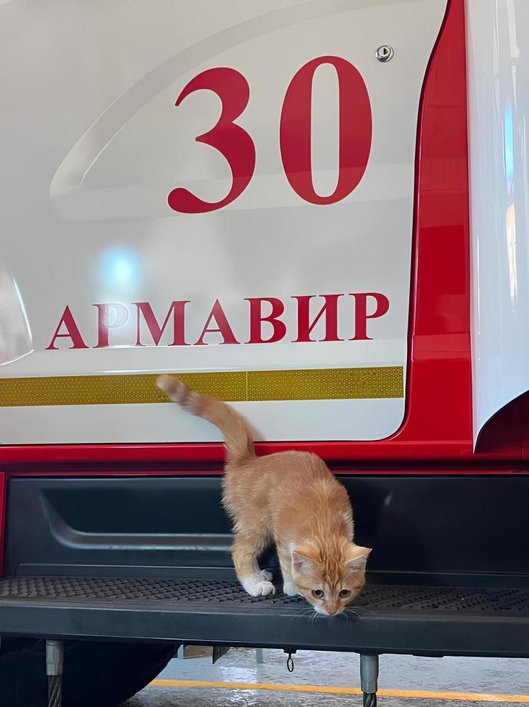 Кот Рыжик стал частью команды армавирских пожарных