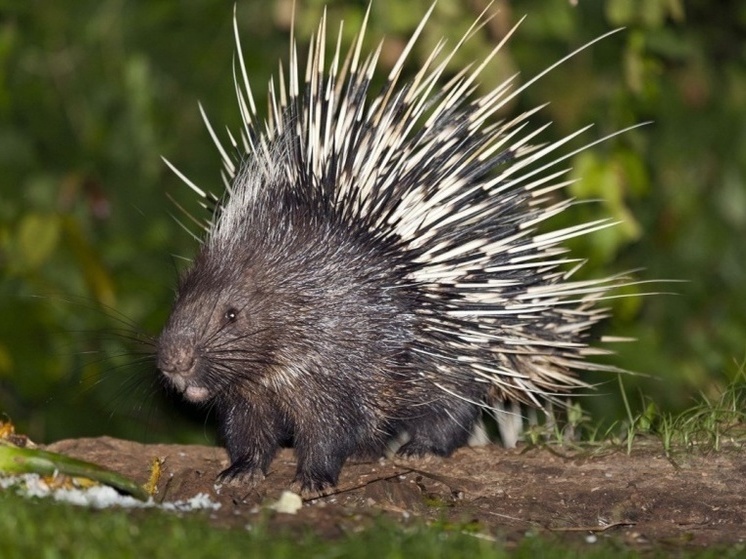 Юные Смоляне могут посмотреть на живого дикобраза