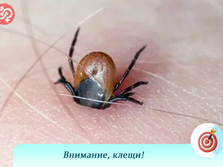 В Пензенской области активизировались клещи