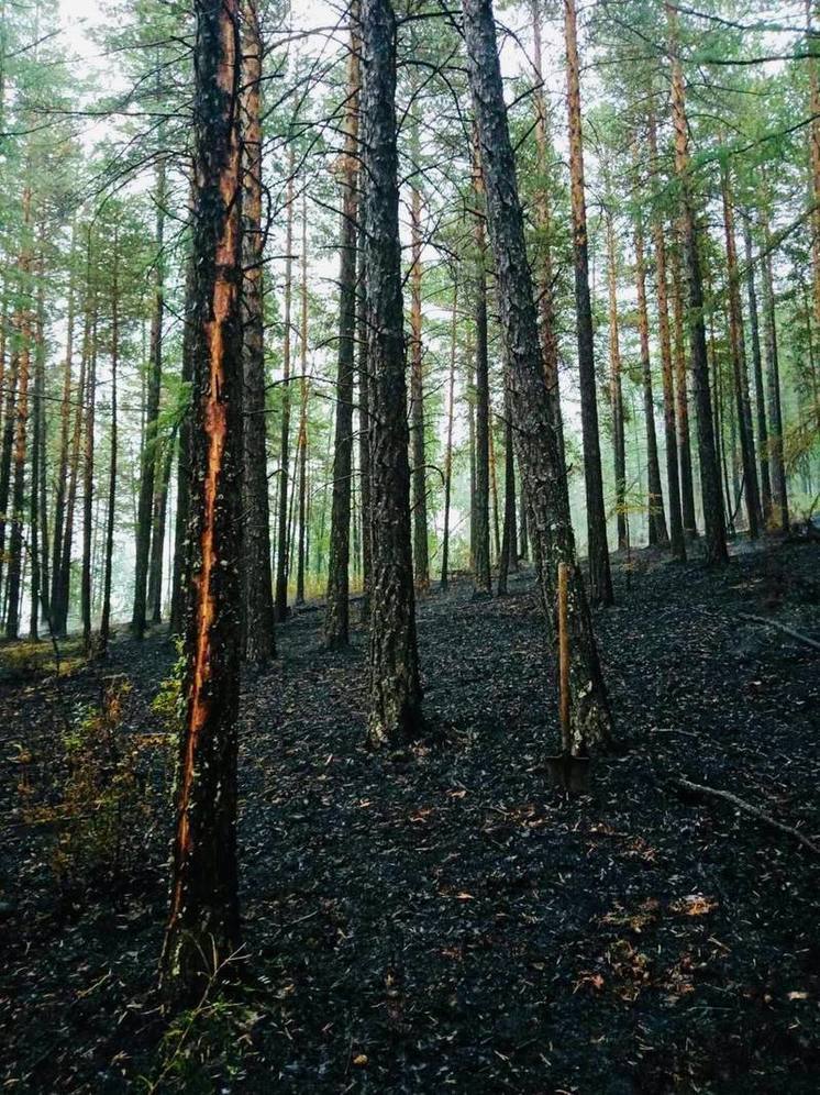 В лесах Бурятии насчитали «чертову дюжину» пожаров