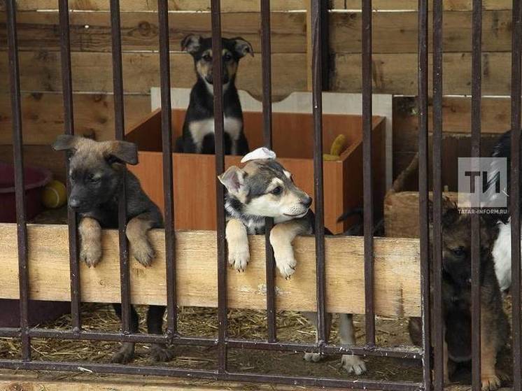 Казанцы смогут найти четвероногого друга на акции «Лапа дружбы»